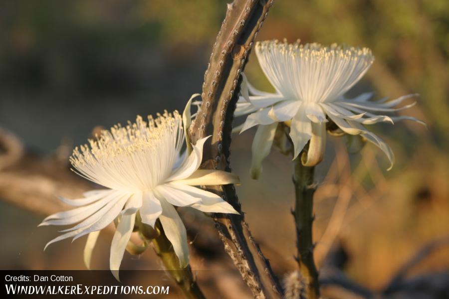 Night Blooming Cereus, also known as Queen of the Night Windwalker